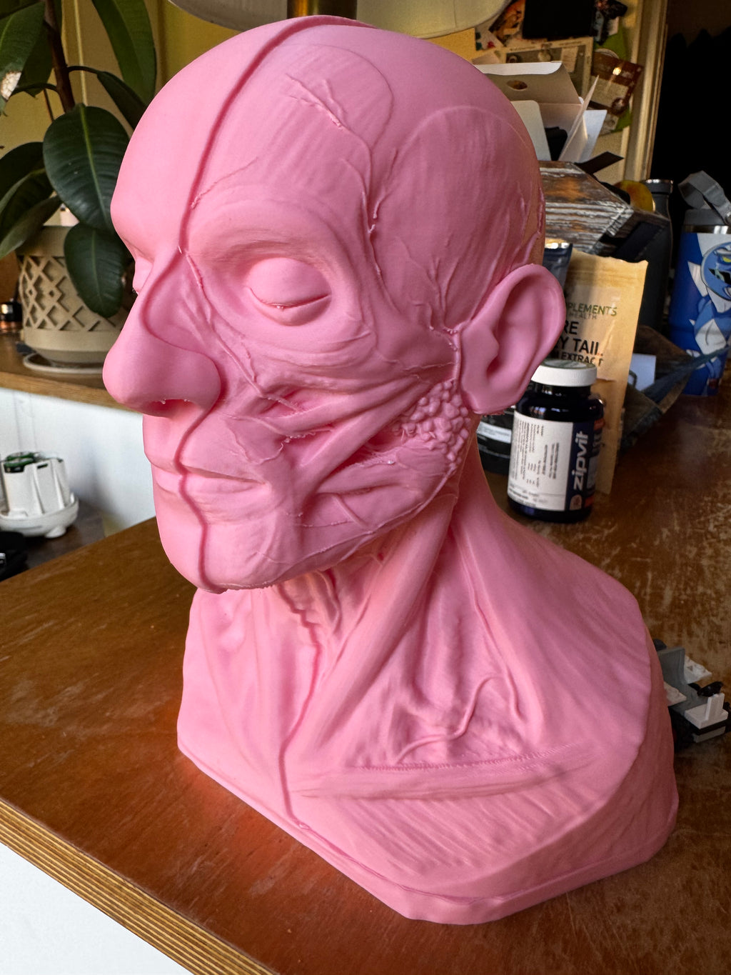 Human Anatomy Head & Torso Bust – Large 3D Printed Anatomical Sculpture – Medical Display
