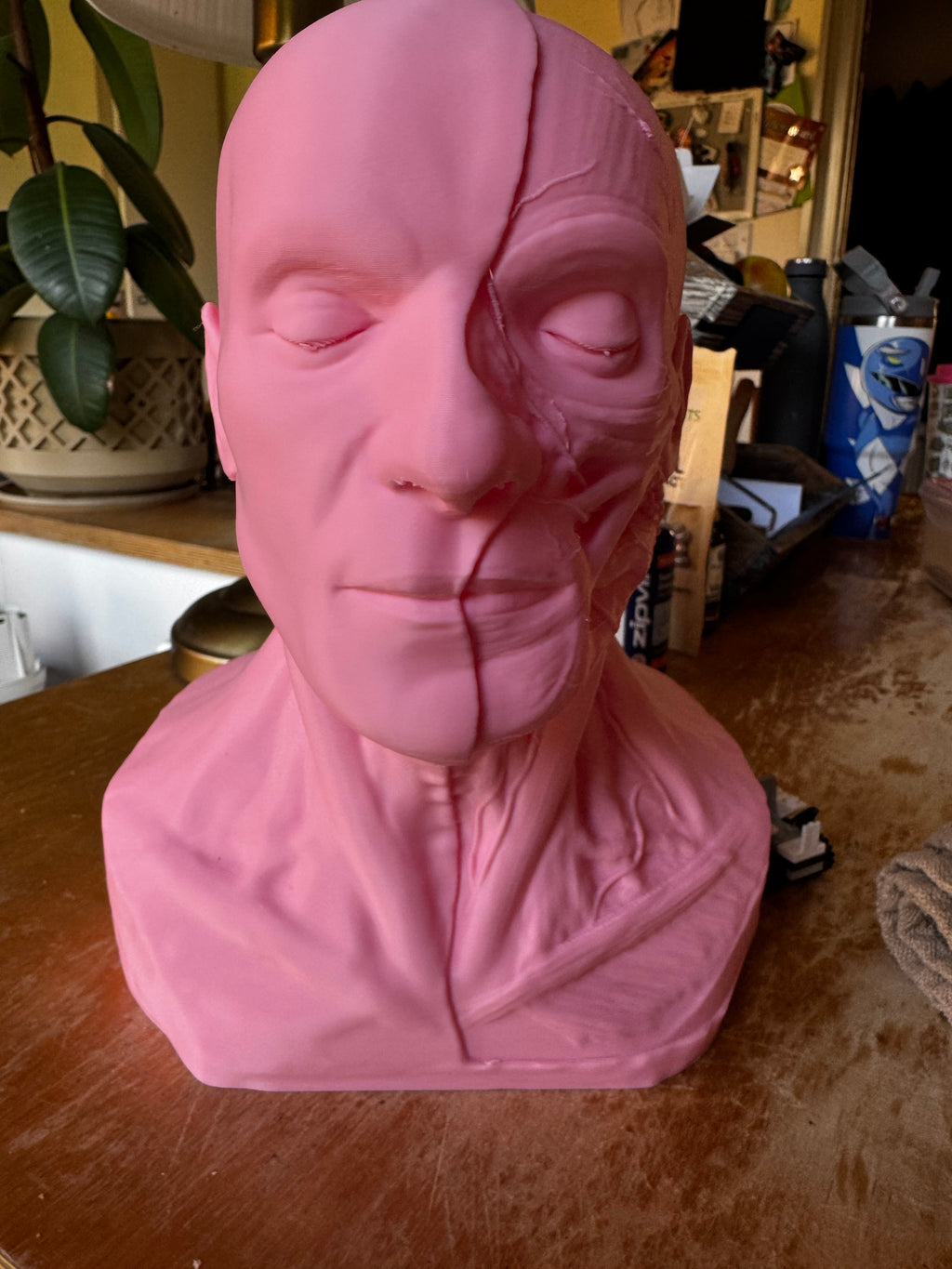 Human Anatomy Head & Torso Bust – Large 3D Printed Anatomical Sculpture – Medical Display