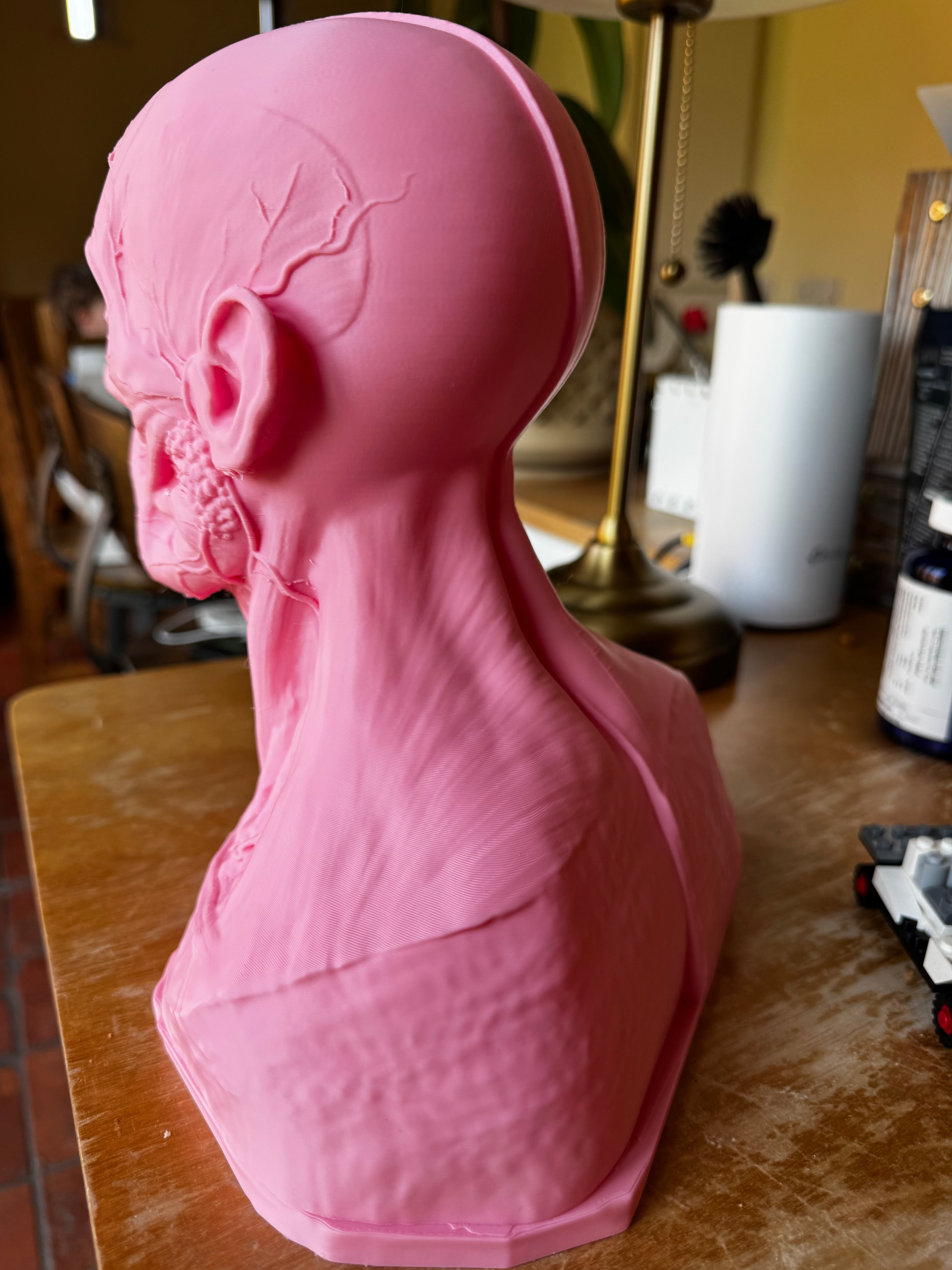 Human Anatomy Head & Torso Bust – Large 3D Printed Anatomical Sculpture – Medical Display